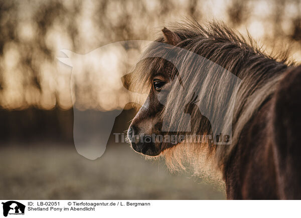 Shetland Pony im Abendlicht / LB-02051