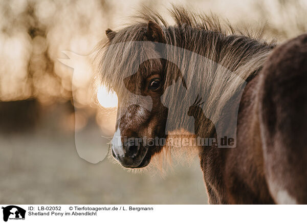 Shetland Pony im Abendlicht / LB-02052