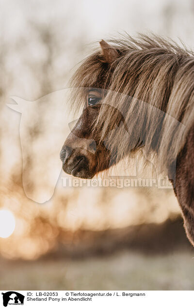 Shetland Pony im Abendlicht / LB-02053