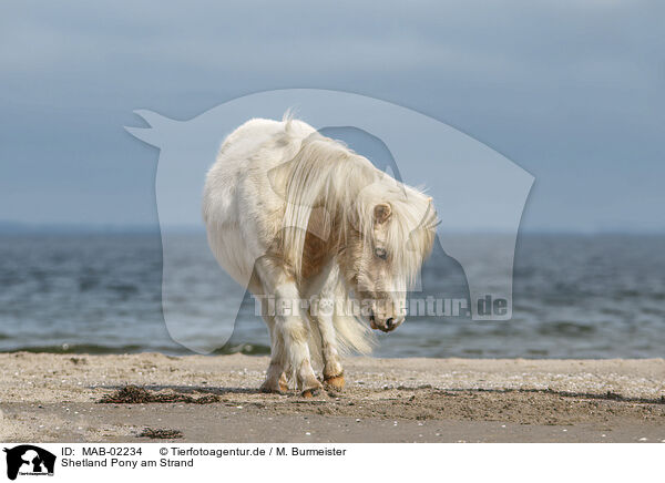 Shetland Pony am Strand / MAB-02234