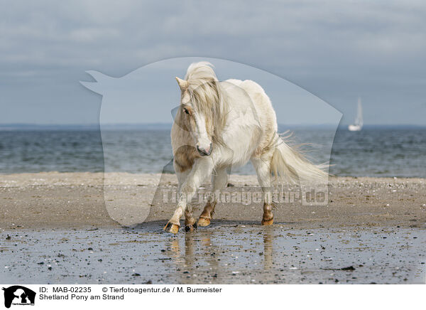 Shetland Pony am Strand / MAB-02235