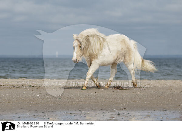 Shetland Pony am Strand / MAB-02236