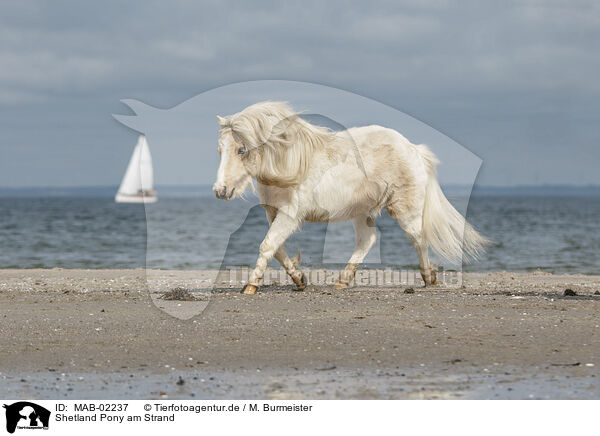 Shetland Pony am Strand / MAB-02237