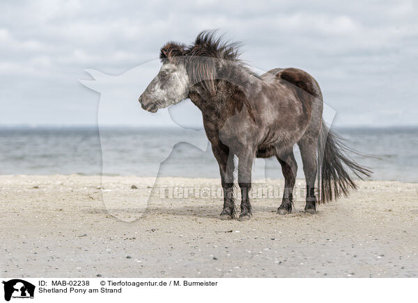 Shetland Pony am Strand / MAB-02238