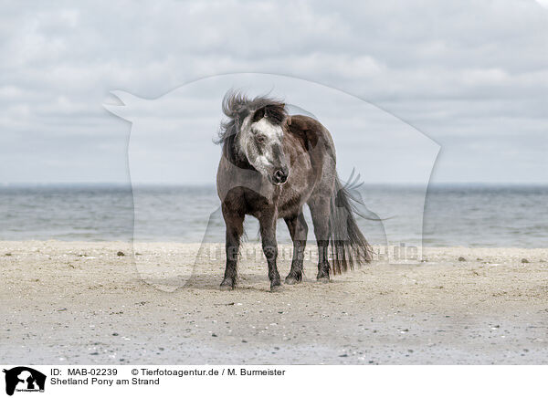 Shetland Pony am Strand / MAB-02239