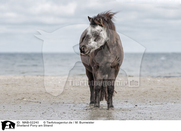 Shetland Pony am Strand / Shetland Pony at the beach / MAB-02240