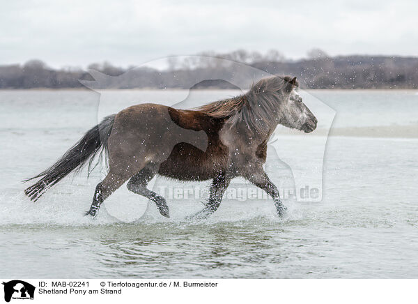 Shetland Pony am Strand / MAB-02241