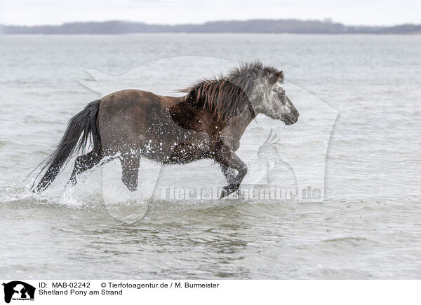 Shetland Pony am Strand / MAB-02242