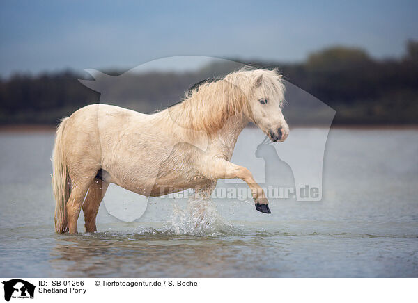 Shetland Pony / SB-01266