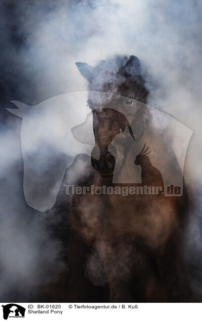 Shetland Pony / BK-01620