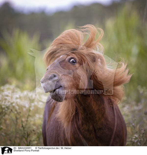 Shetland Pony Portrait / MAH-02951