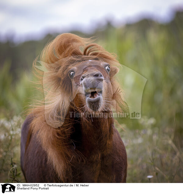 Shetland Pony Portrait / MAH-02952