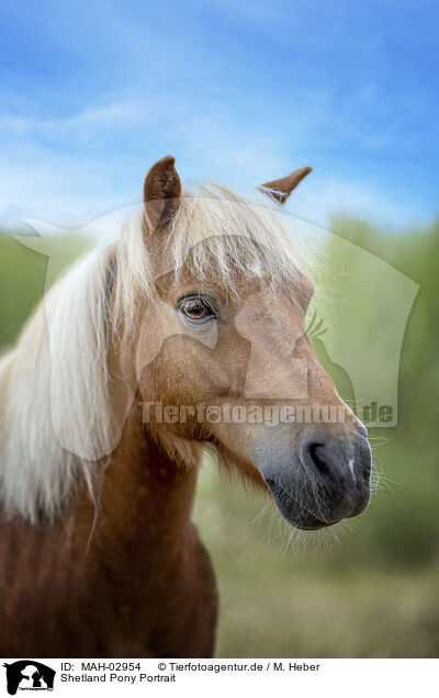 Shetland Pony Portrait / MAH-02954