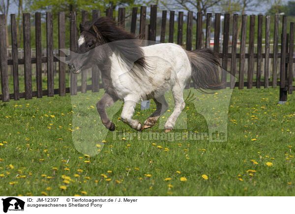 ausgewachsenes Shetland Pony / JM-12397