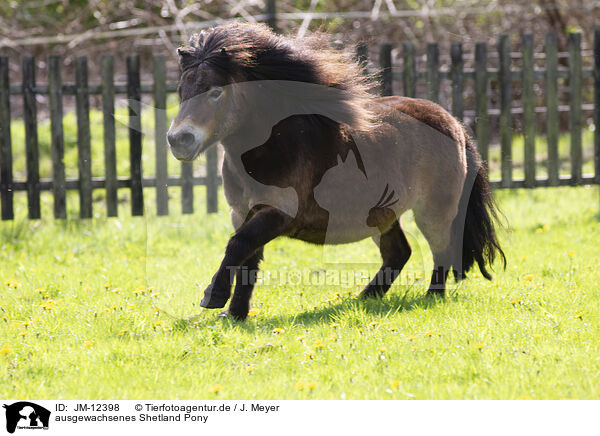 ausgewachsenes Shetland Pony / JM-12398