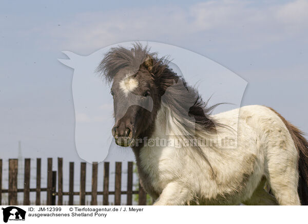 ausgewachsenes Shetland Pony / JM-12399