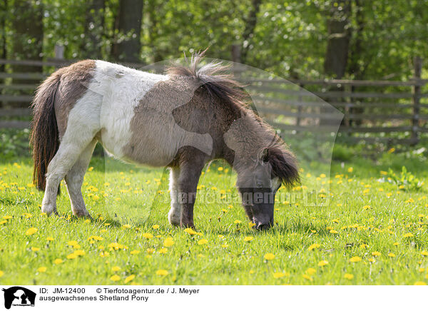 ausgewachsenes Shetland Pony / JM-12400