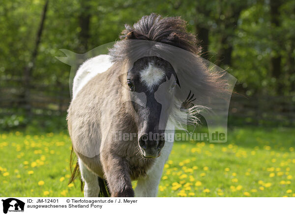 ausgewachsenes Shetland Pony / JM-12401