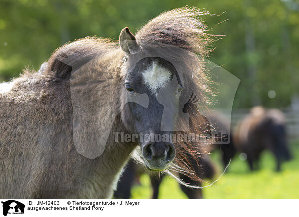 ausgewachsenes Shetland Pony / adult Shetland Pony / JM-12403