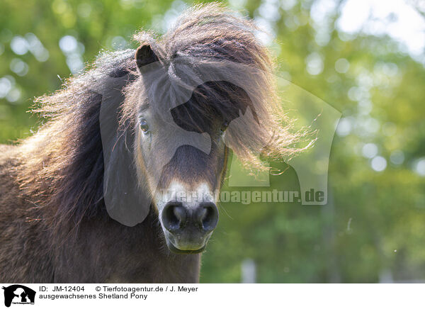 ausgewachsenes Shetland Pony / adult Shetland Pony / JM-12404
