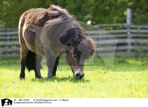 ausgewachsenes Shetland Pony / JM-12405