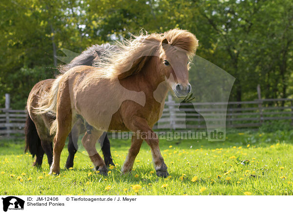 Shetland Ponies / JM-12406