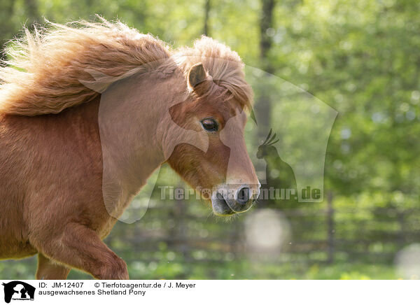 ausgewachsenes Shetland Pony / JM-12407