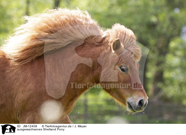 ausgewachsenes Shetland Pony / JM-12408