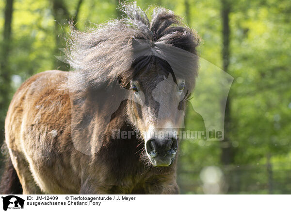ausgewachsenes Shetland Pony / JM-12409