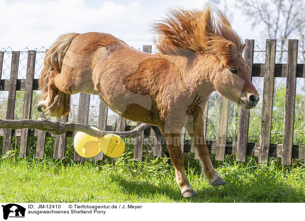 ausgewachsenes Shetland Pony / JM-12410