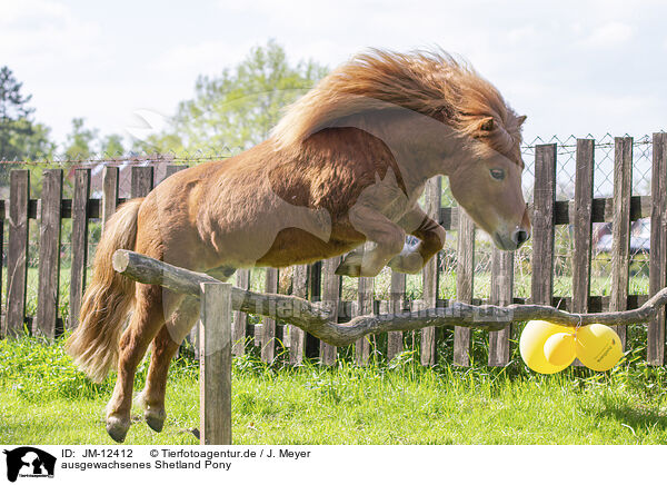 ausgewachsenes Shetland Pony / adult Shetland Pony / JM-12412