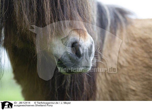 ausgewachsenes Shetland Pony / adult Shetland Pony / JM-12414