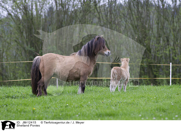 Shetland Ponies / JM-12415