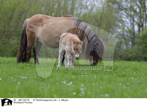Shetland Ponies / JM-12418
