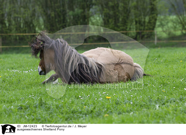 ausgewachsenes Shetland Pony / JM-12423