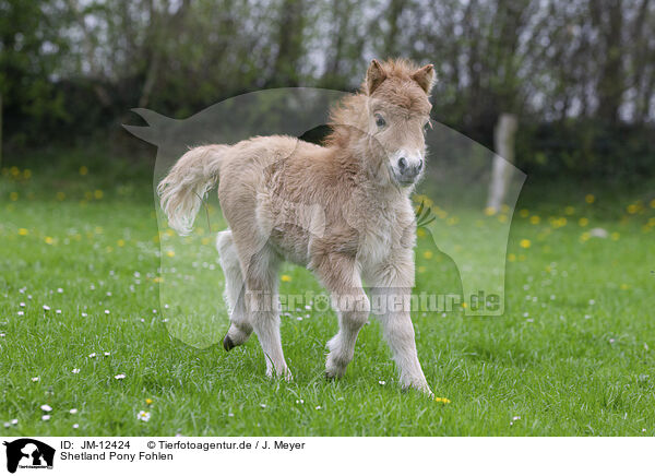 Shetland Pony Fohlen / JM-12424