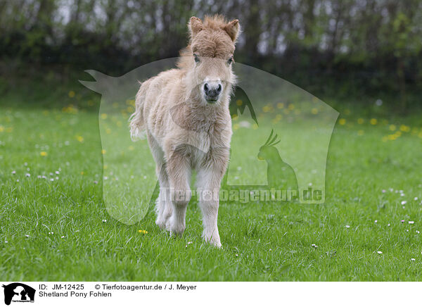 Shetland Pony Fohlen / Shetland Pony Foal / JM-12425