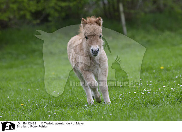 Shetland Pony Fohlen / JM-12428