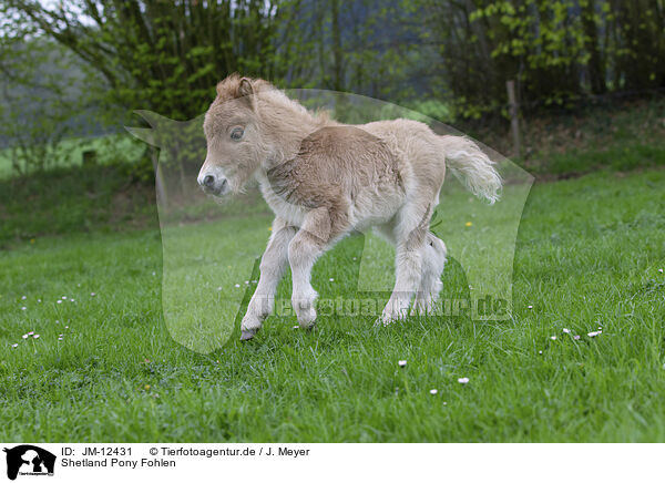 Shetland Pony Fohlen / JM-12431
