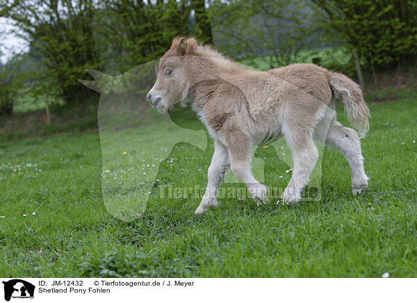 Shetland Pony Fohlen / JM-12432