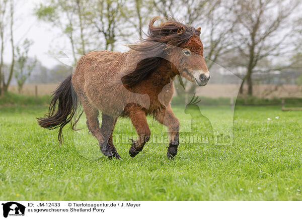 ausgewachsenes Shetland Pony / adult Shetland Pony / JM-12433