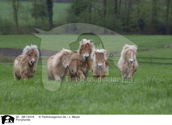 Ponyherde / herd of ponies / JM-12434