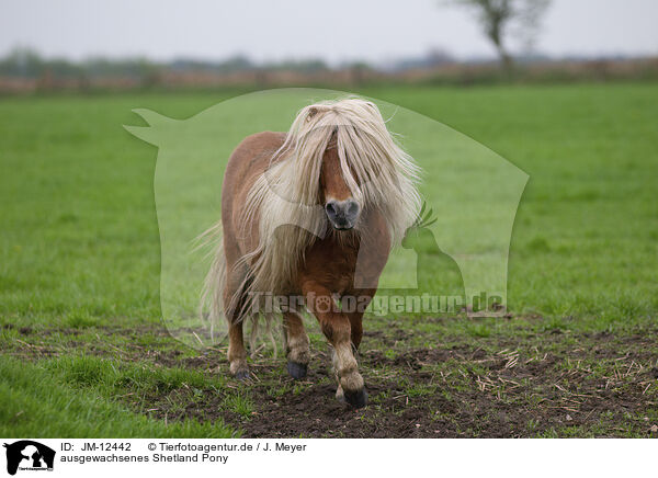 ausgewachsenes Shetland Pony / JM-12442