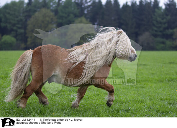 ausgewachsenes Shetland Pony / JM-12444