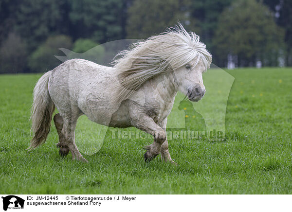 ausgewachsenes Shetland Pony / JM-12445