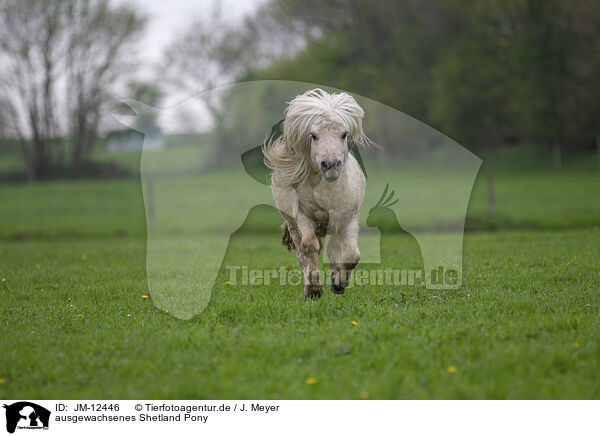 ausgewachsenes Shetland Pony / JM-12446