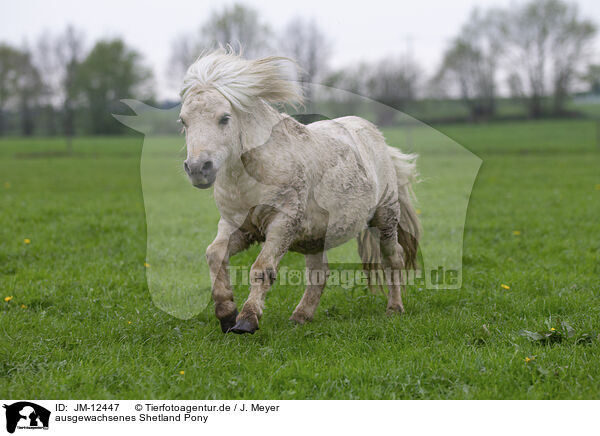 ausgewachsenes Shetland Pony / JM-12447