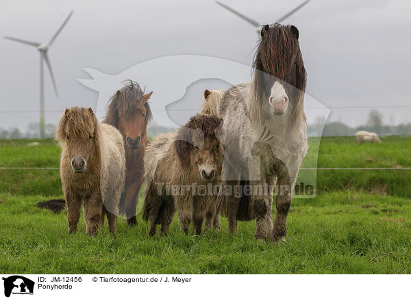 Ponyherde / herd of ponies / JM-12456