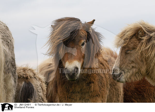 Shetland Ponies / Shetland Ponies / JM-12461
