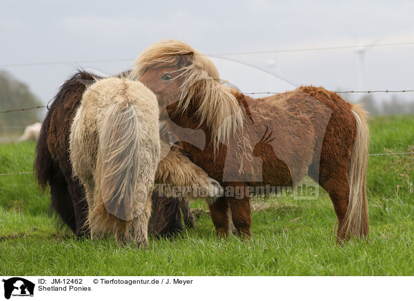 Shetland Ponies / JM-12462